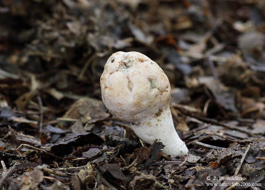 , Phallogaster saccatus (Mushrooms, Fungi)